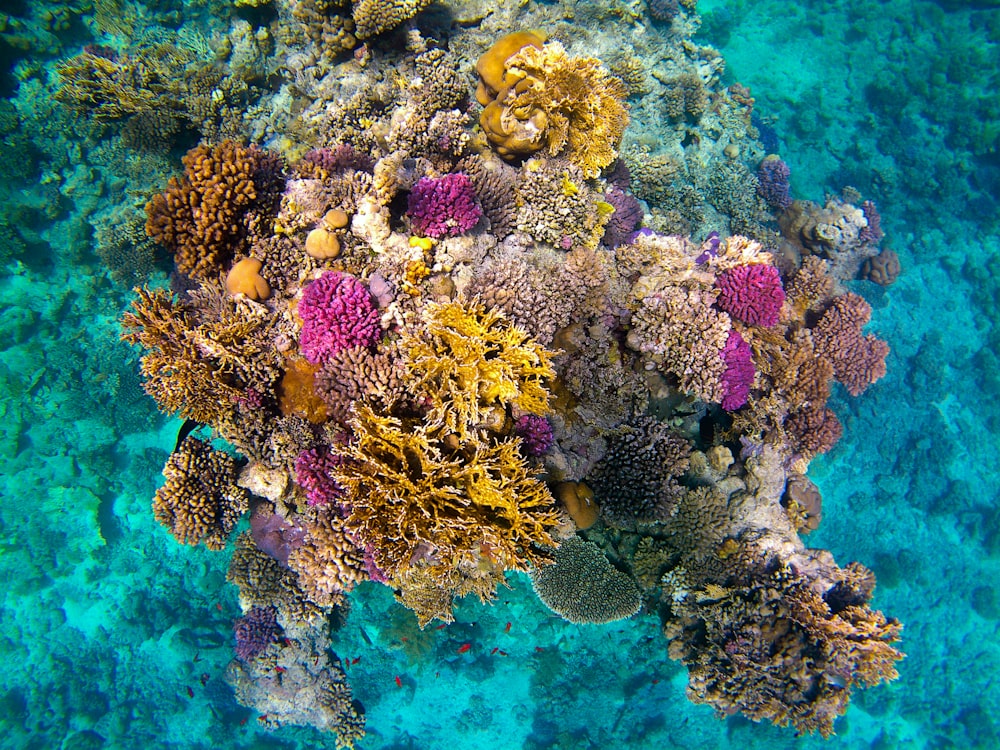 pink and brown coral reef