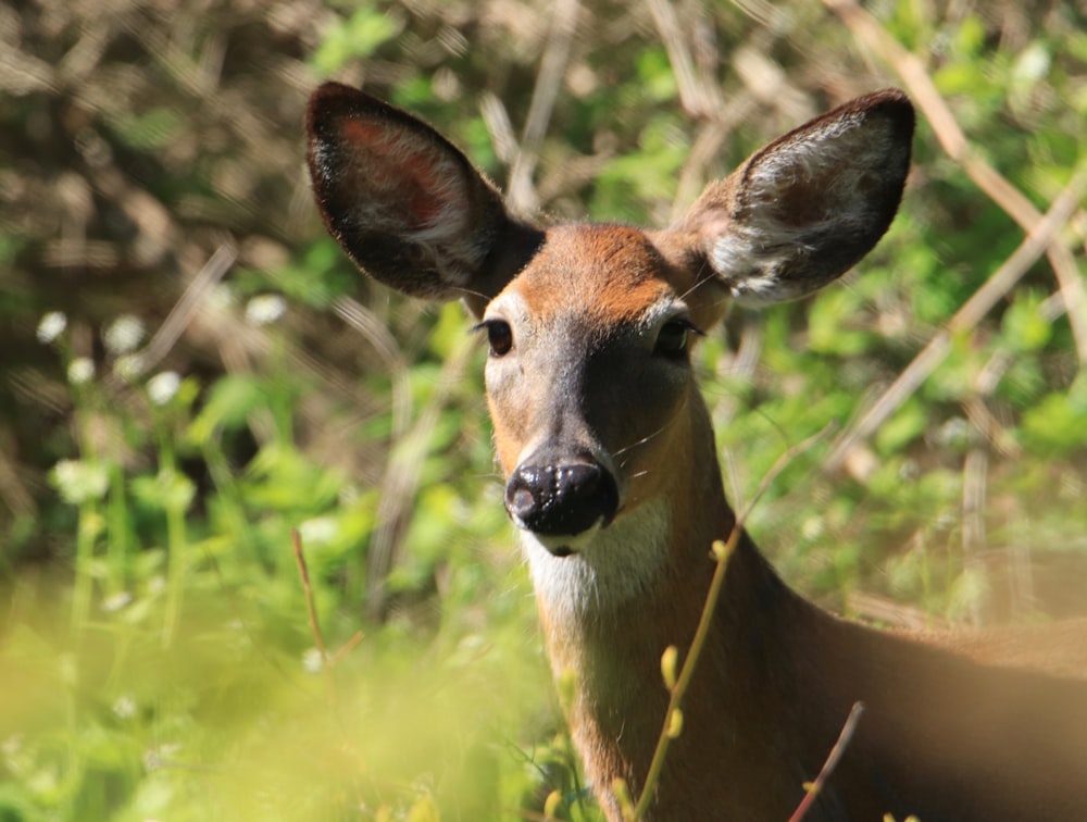 brown deer on green grass during daytime