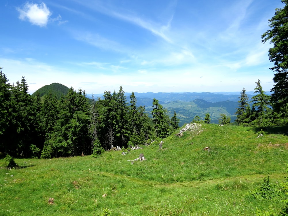 green grass field and green trees under blue sky during daytime