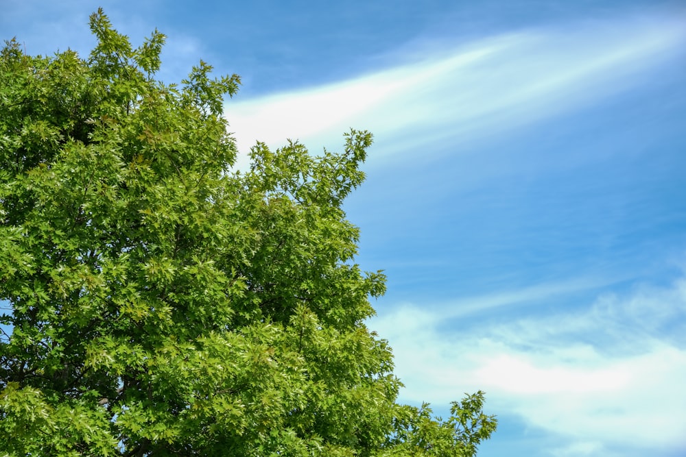 green trees under blue sky during daytime