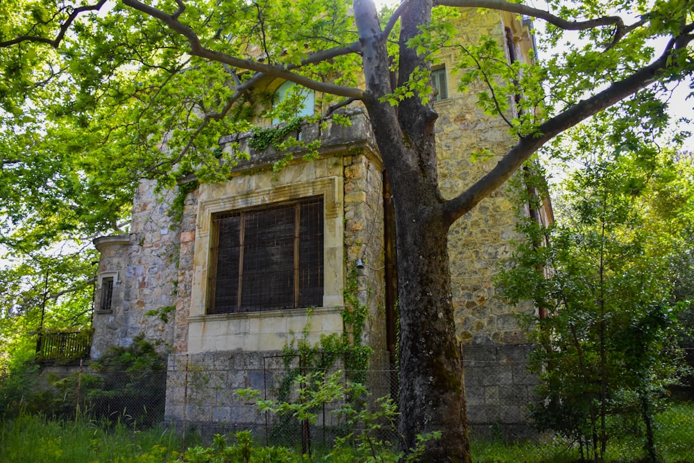 brown tree trunk with green leaves