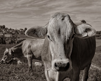 brown cow on brown field
