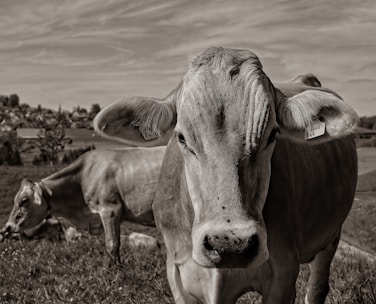 brown cow on brown field