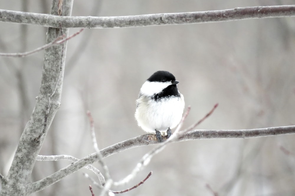 white and black bird on brown tree branch