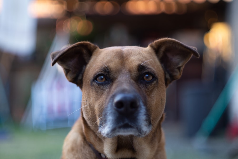 brown short coated dog on green grass during daytime