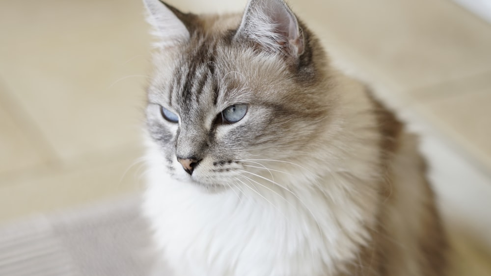 white and brown long fur cat