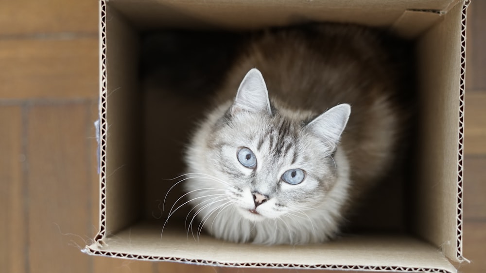 brown and white tabby cat in brown cardboard box