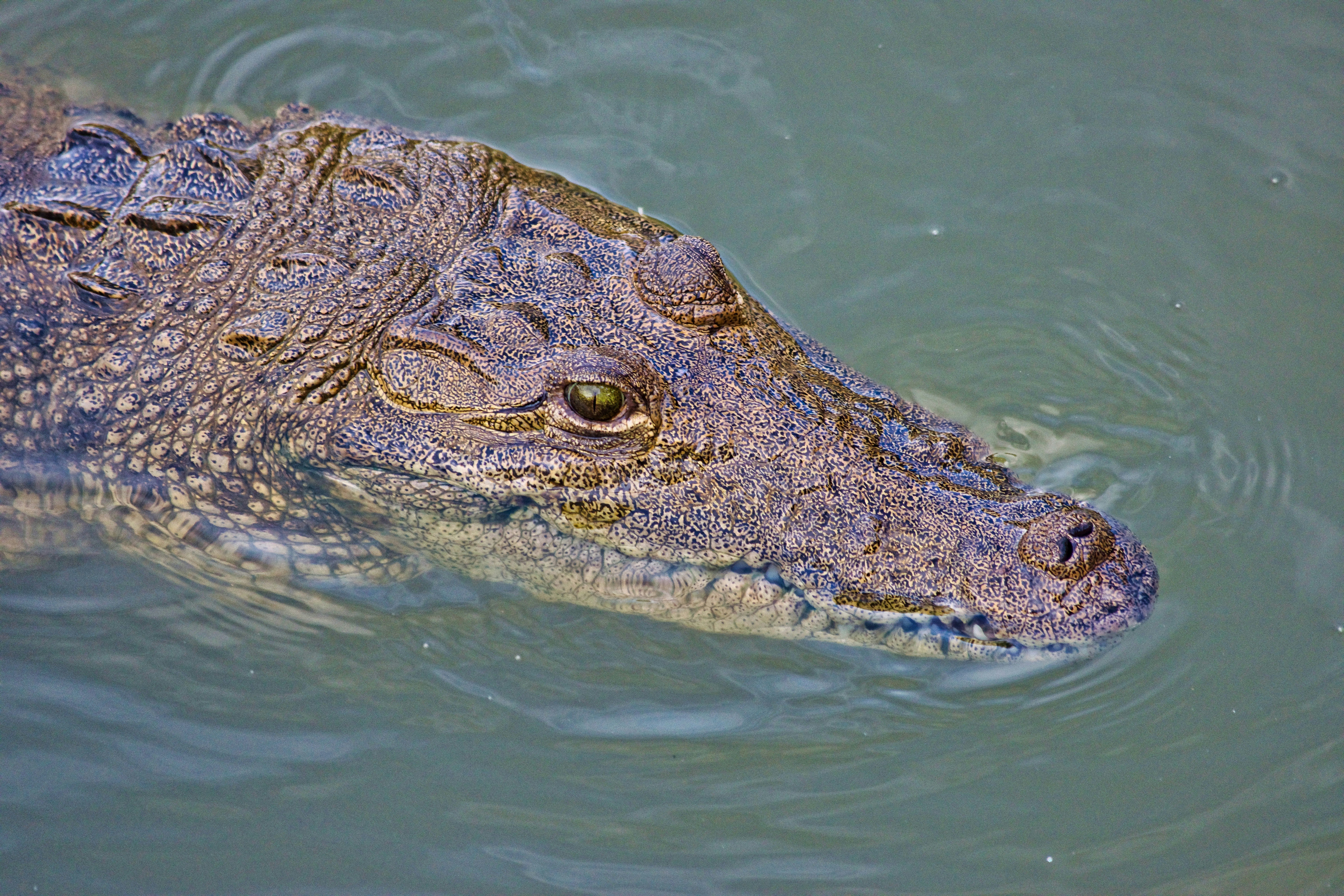 Morelet's Crocodile