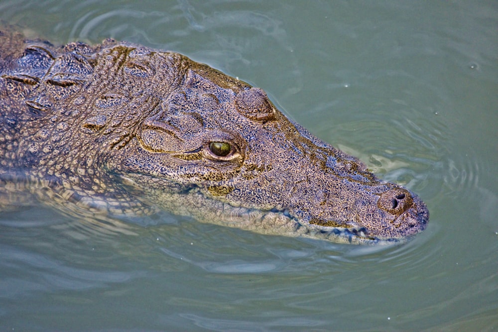 brown crocodile on green water