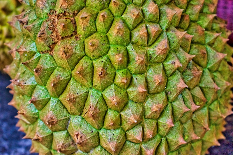 Durian Payung