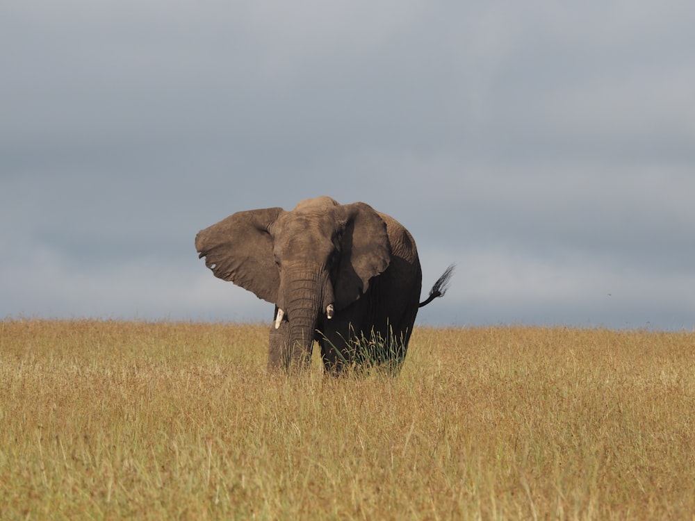 brown elephant on brown grass field during daytime