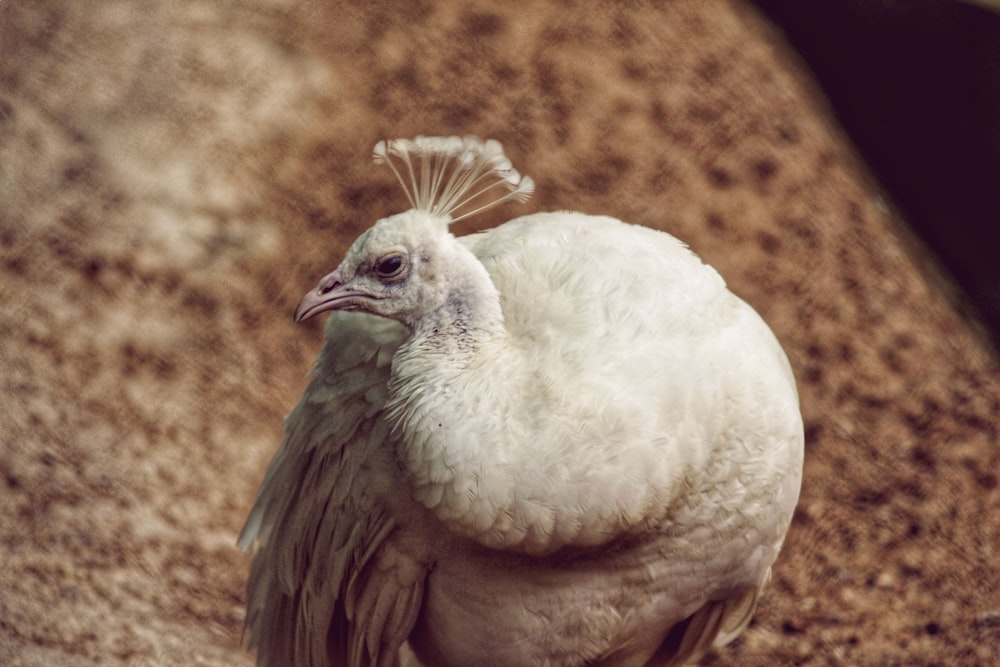white and brown chicken on brown grass