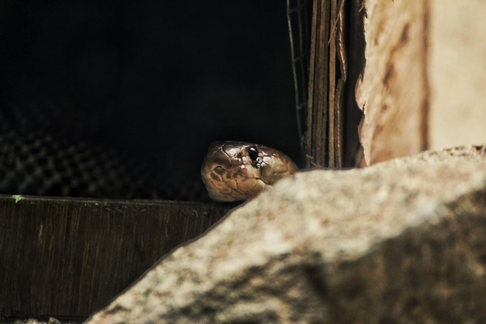 brown and black snake in cage