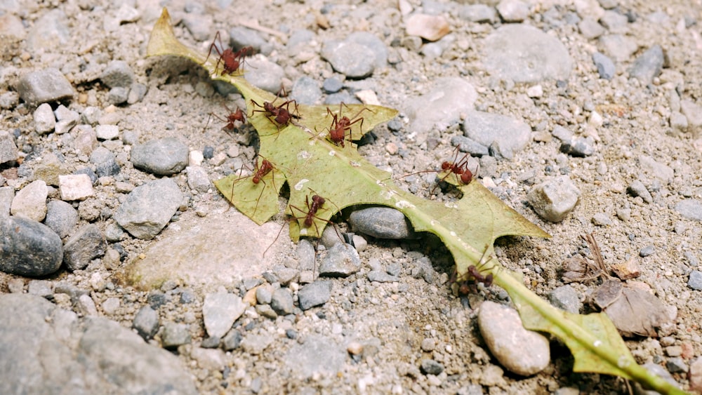 red ant on green leaf