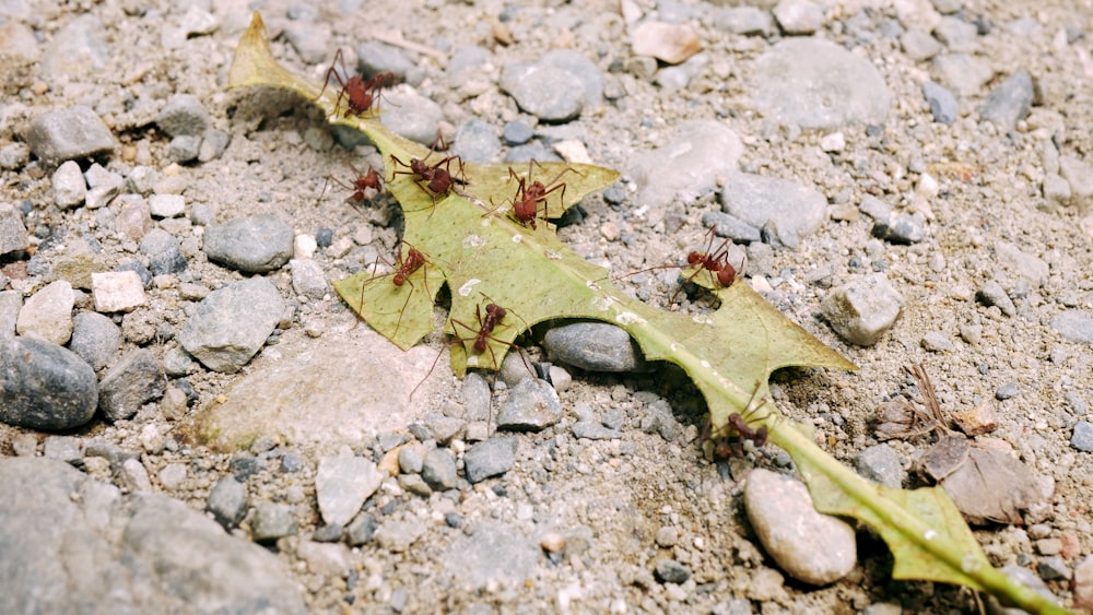 緑の葉に赤い蟻