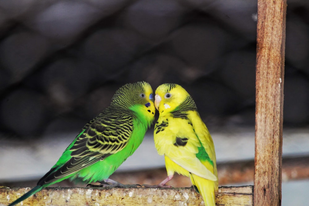 pájaro verde y amarillo en palo de madera marrón