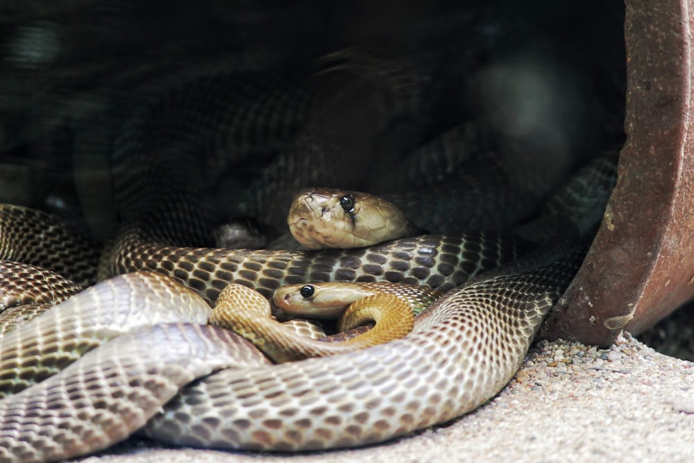 brown and white snake on black background