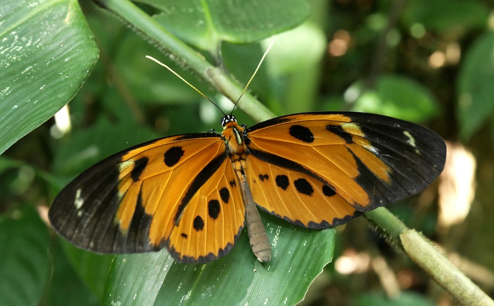 orangefarbener und schwarzer Schmetterling auf grünem Blatt in Nahaufnahmen während des Tages
