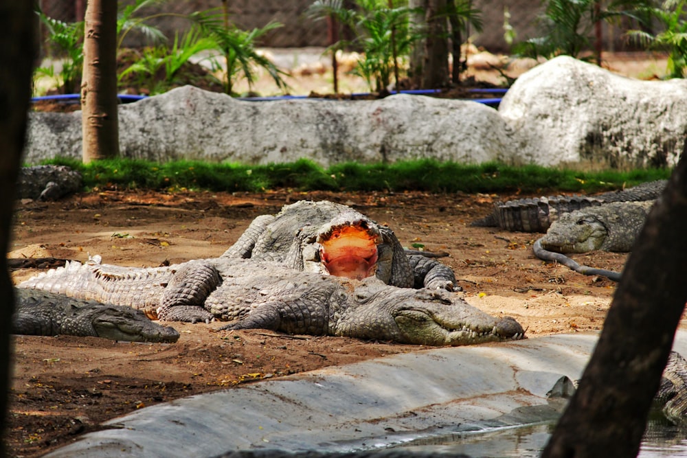 gray crocodile lying on ground during daytime