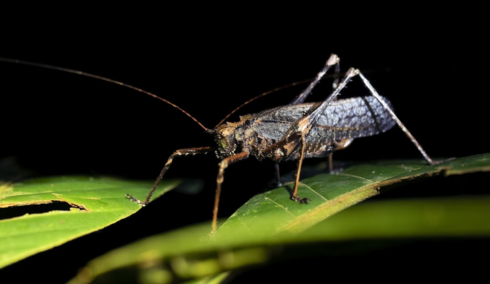 black and brown grasshopper on green leaf