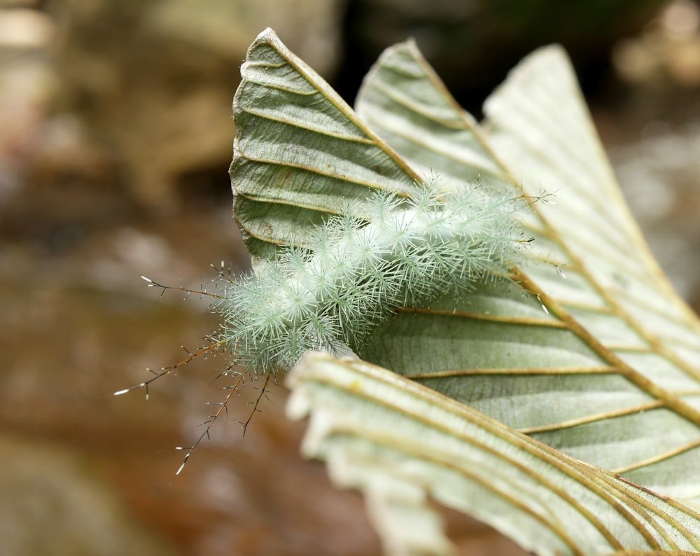 planta da folha verde na fotografia de perto