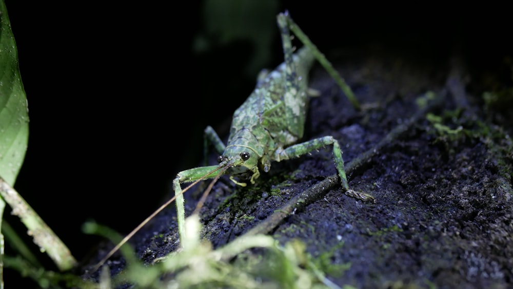 green grasshopper on green moss in close up photography