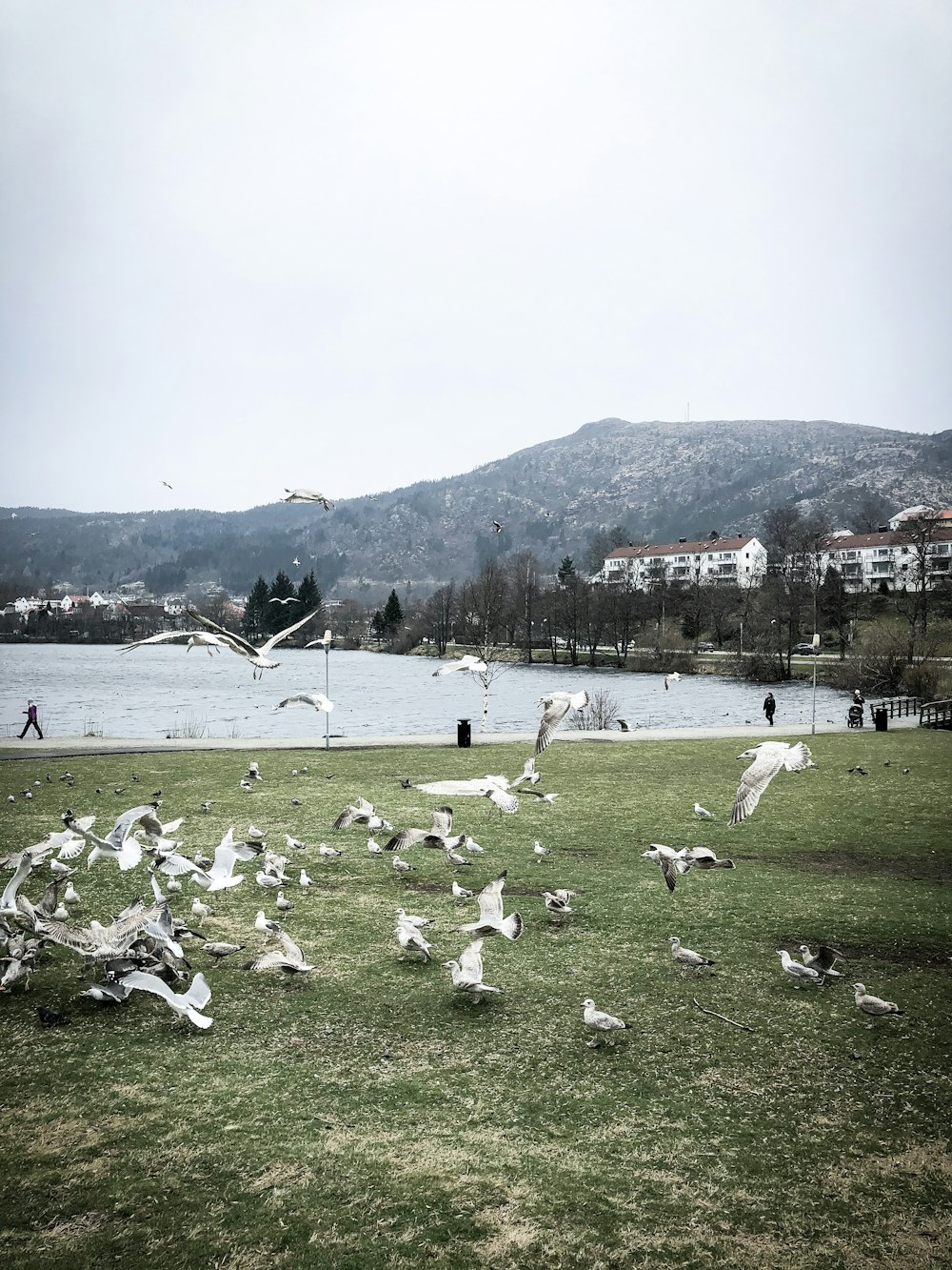flock of white birds on green grass field near body of water during daytime