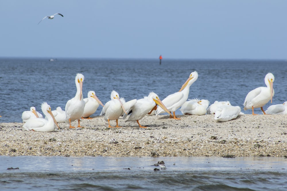 flock of white pelicans on shore during daytime