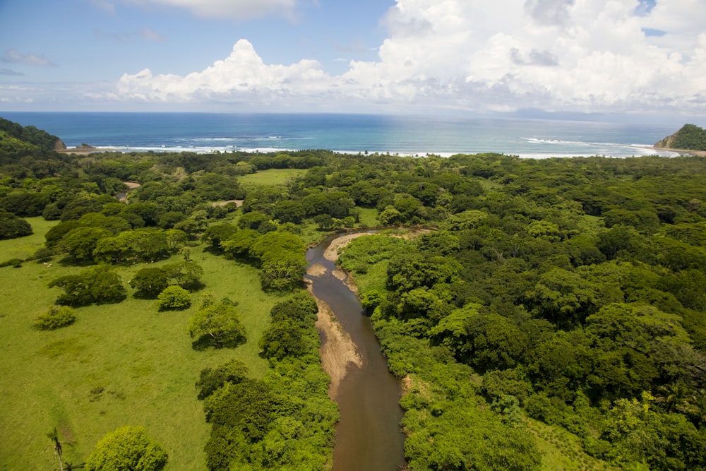 aerial view of green trees and body of water during daytime