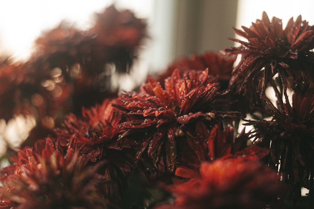 red and green plant in close up photography