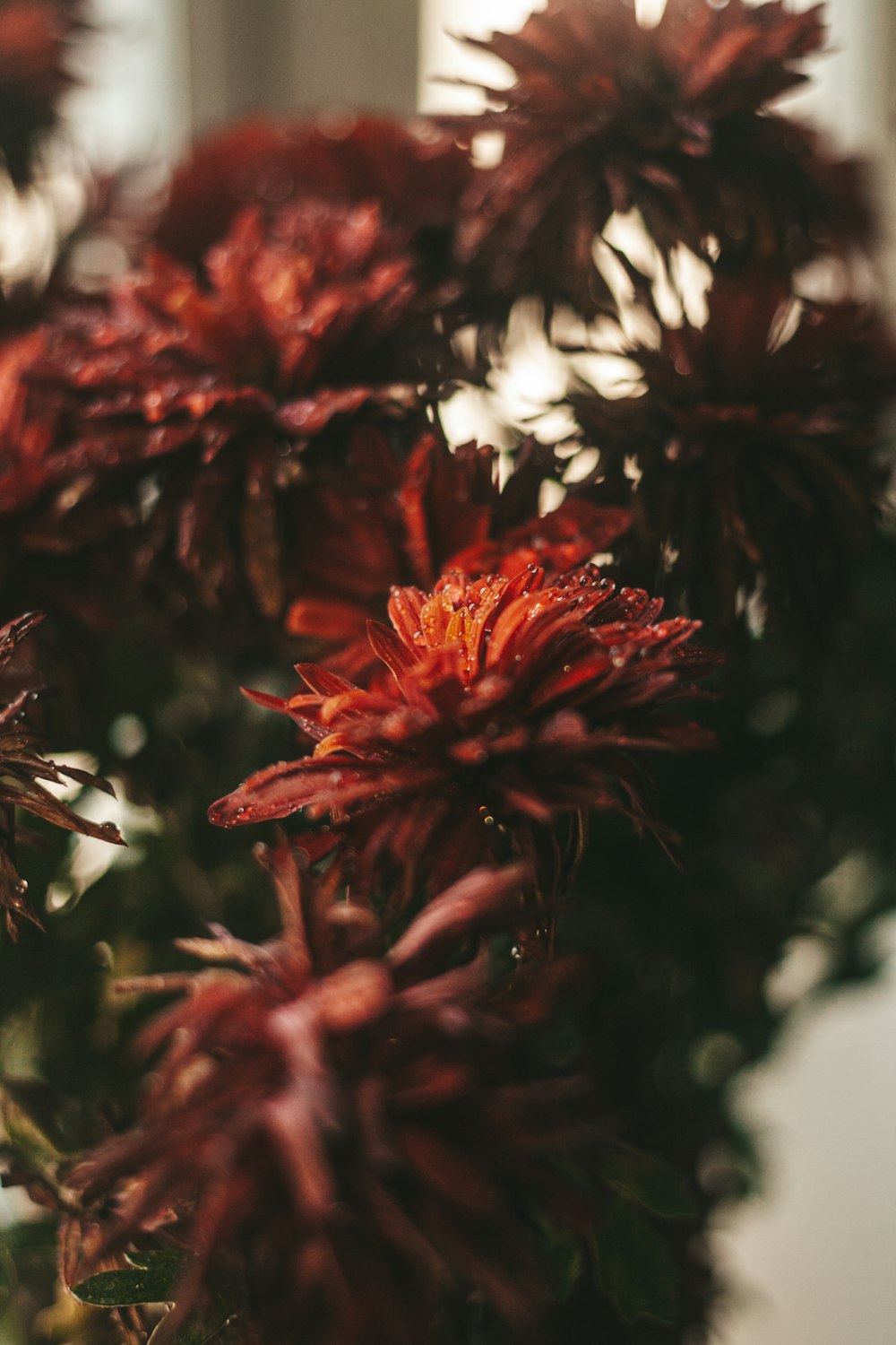 red and white flowers in tilt shift lens