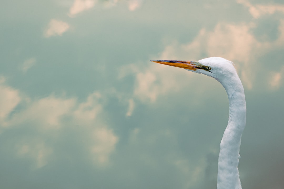 white bird with orange beak