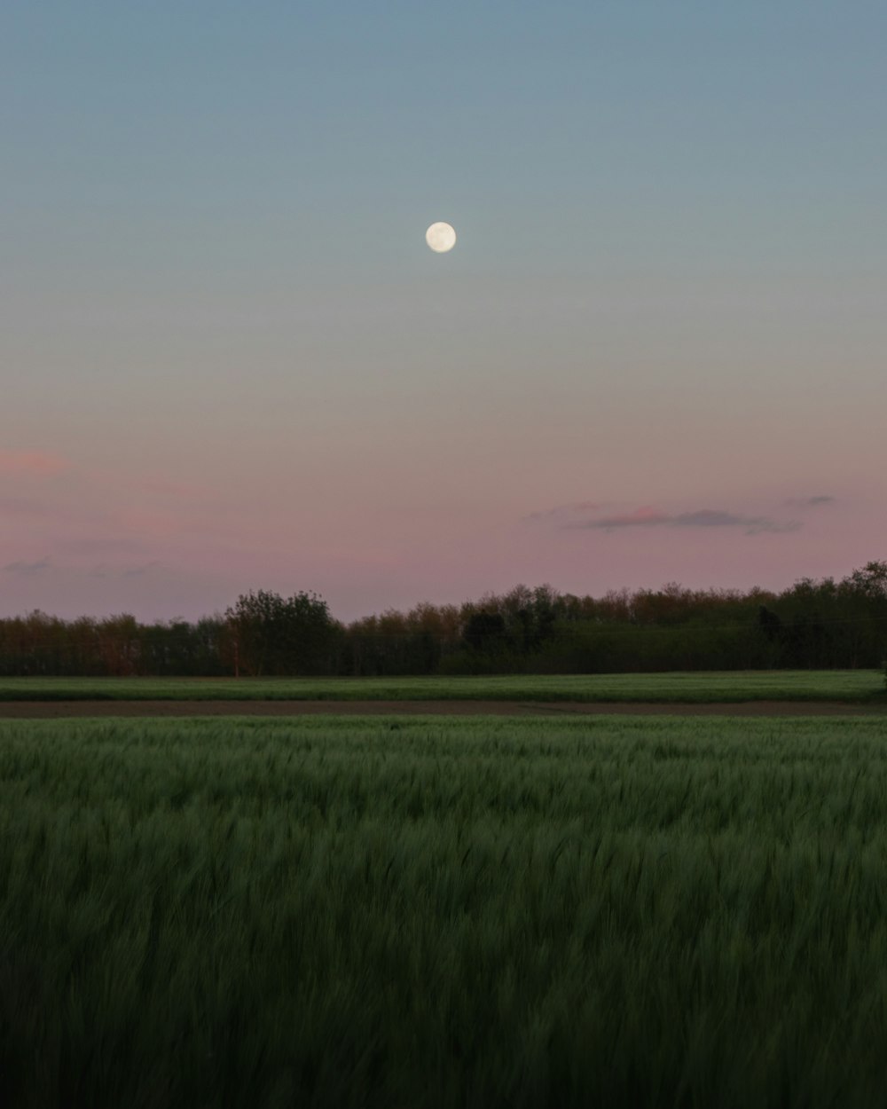 green grass field during sunset