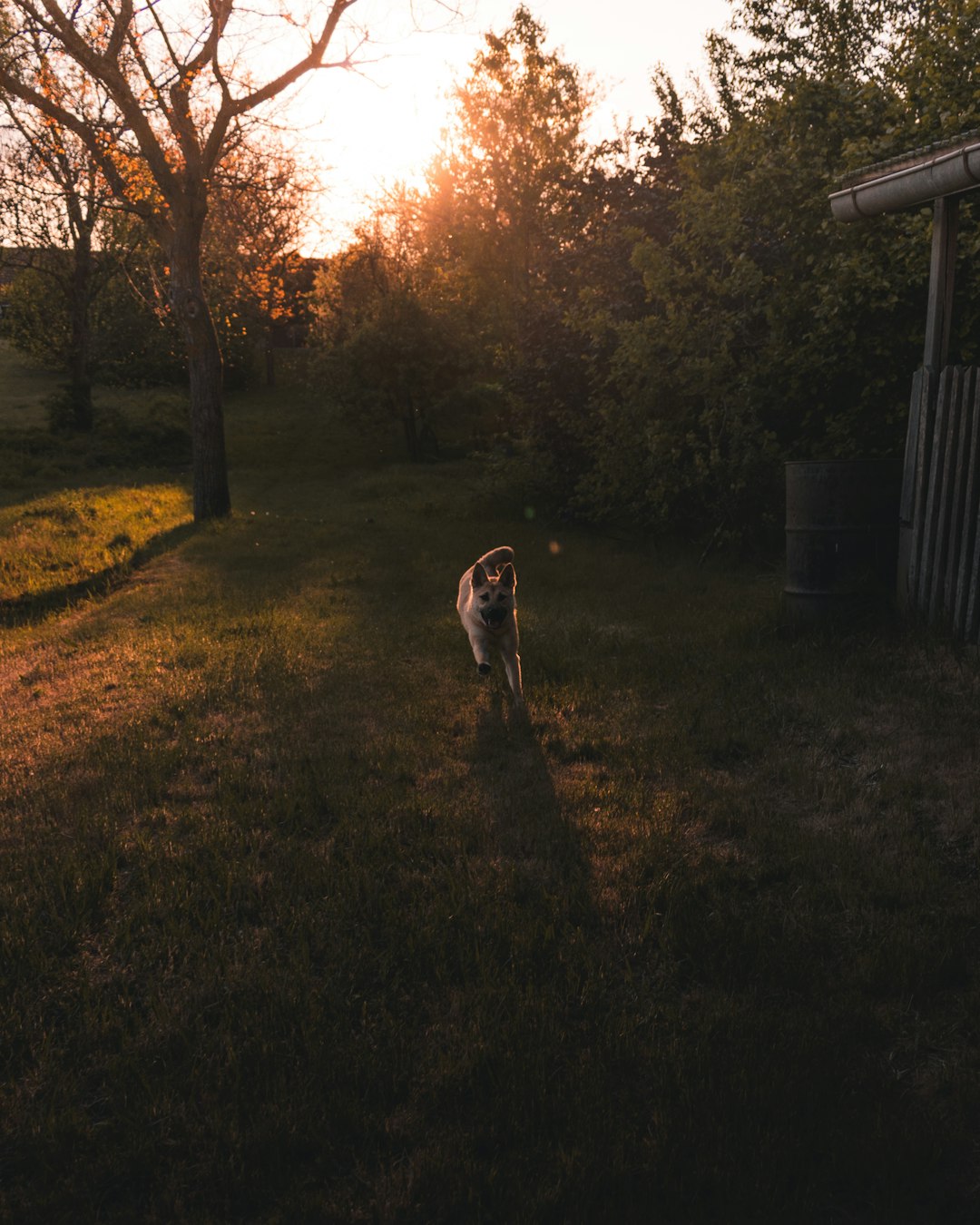 brown and white short coated dog on green grass field during sunset