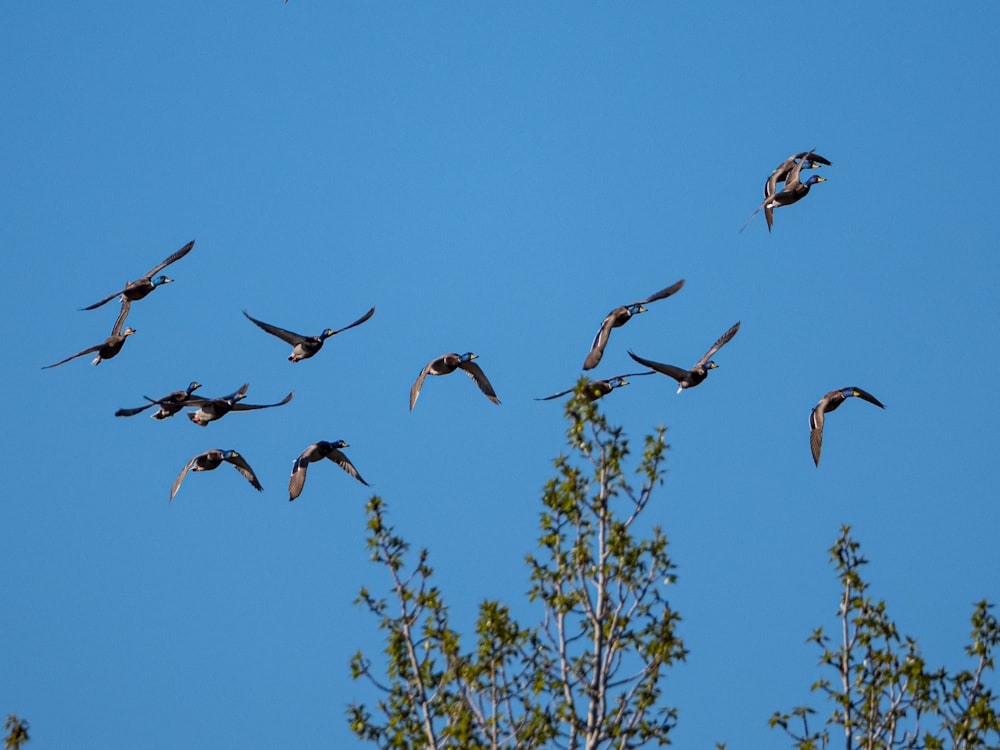 flock of birds flying under blue sky during daytime