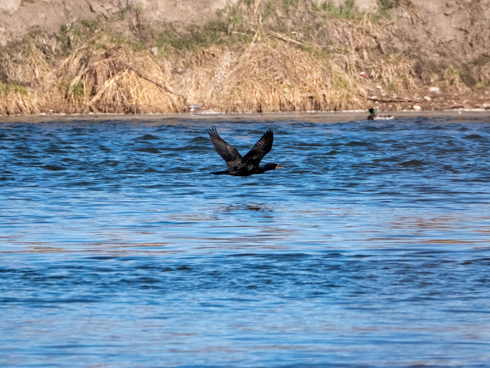 black bird flying over the water during daytime