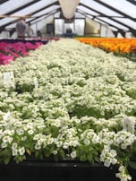 Inside a greenhouse, rows of colorful flowers are neatly arranged on tables. The foreground features a dense bed of small white flowers, while sections of red, pink, and orange flowers can be seen in the background. The structure of the greenhouse is supported by metal frames, and the space is filled with natural light. A person is tending to plants in the background.