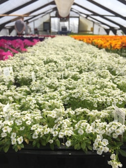 Inside a greenhouse, rows of colorful flowers are neatly arranged on tables. The foreground features a dense bed of small white flowers, while sections of red, pink, and orange flowers can be seen in the background. The structure of the greenhouse is supported by metal frames, and the space is filled with natural light. A person is tending to plants in the background.