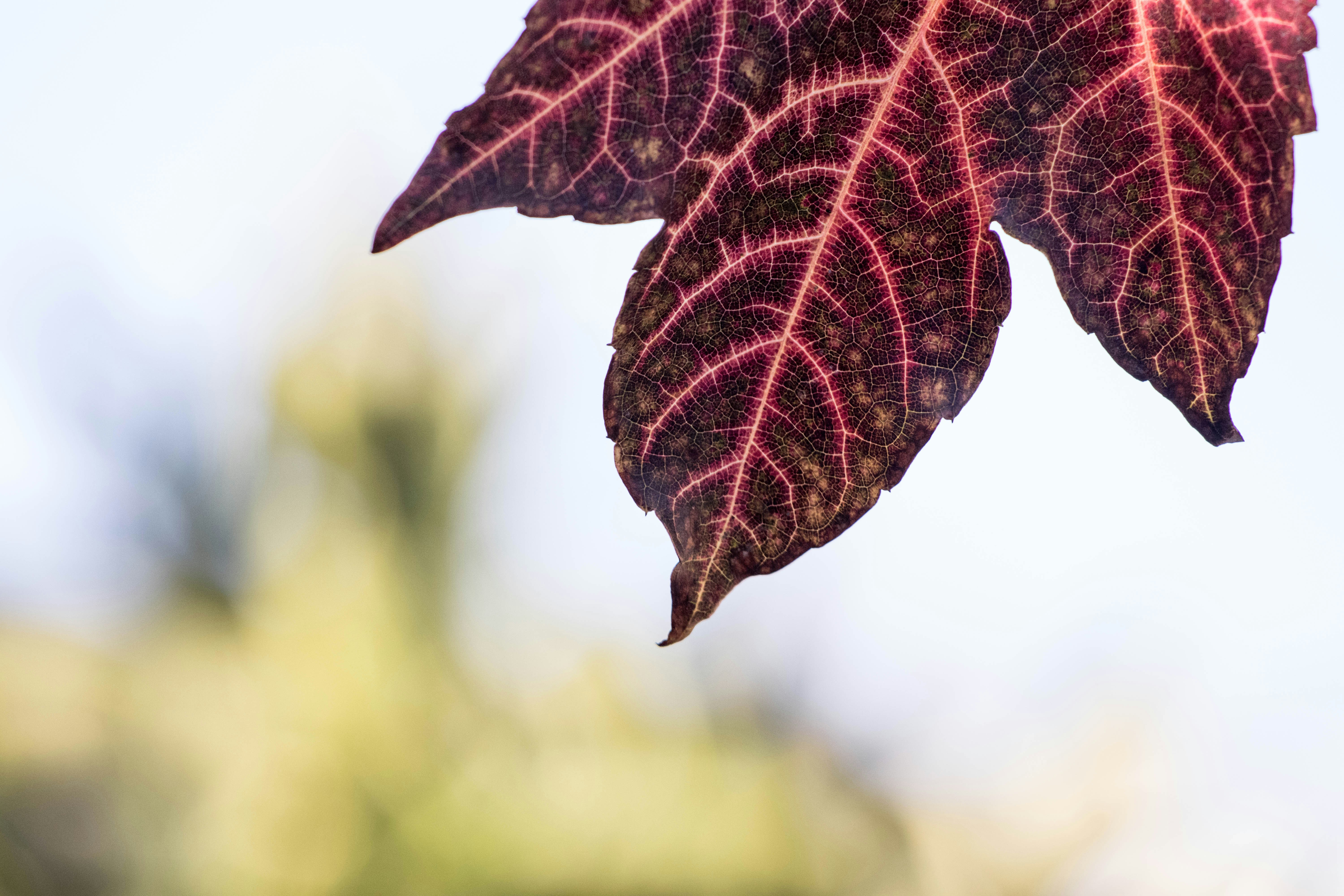 Photo by sonianadales