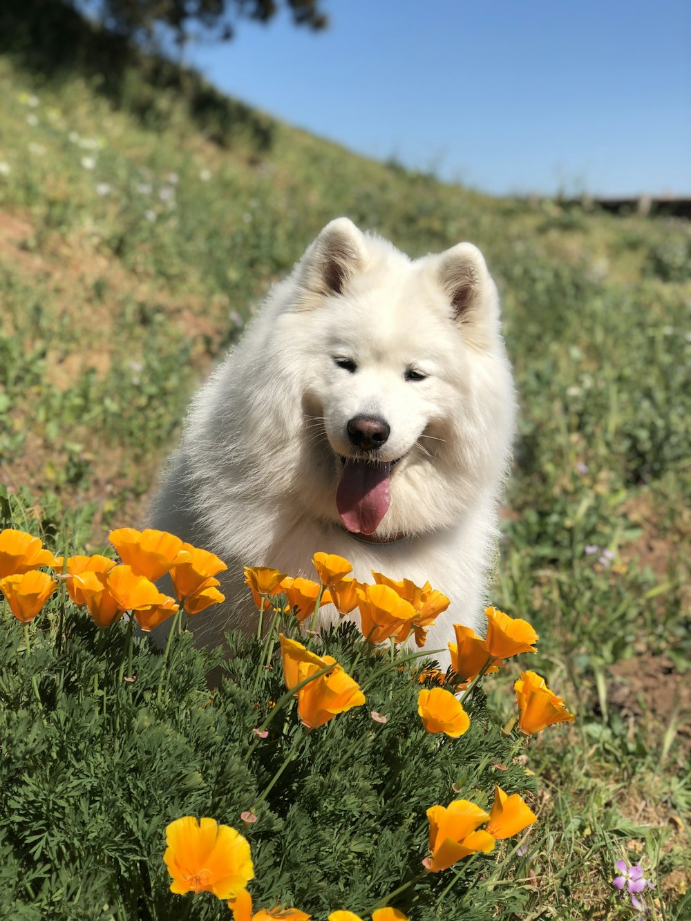 white and gray siberian husky on green grass field during daytime