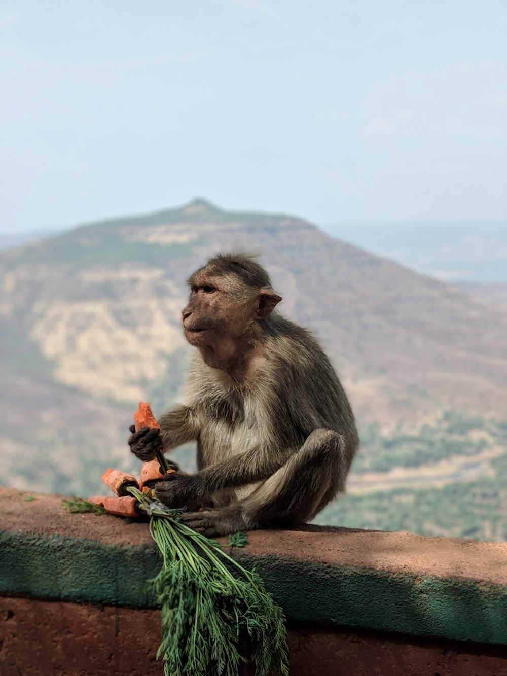 brown monkey sitting on brown concrete wall during daytime