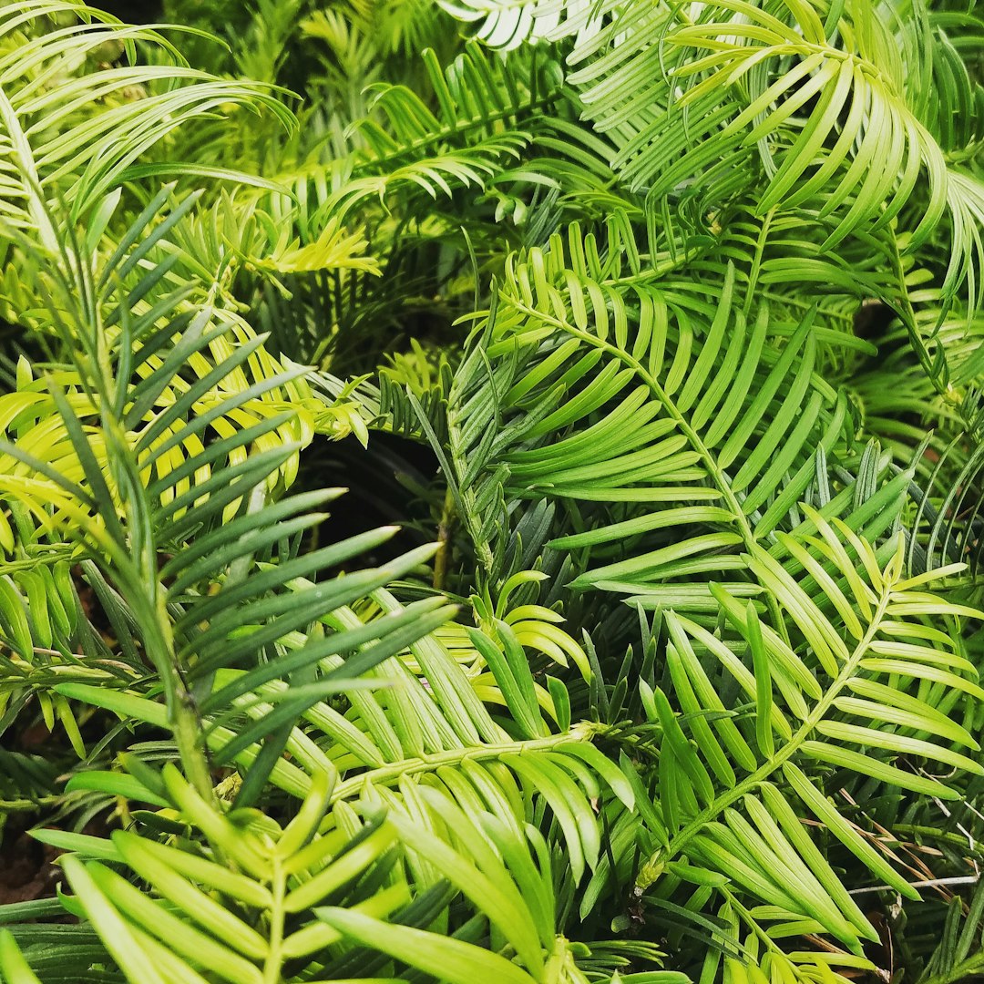 Jungle Leaves Pictures | Download Free Images on Unsplash