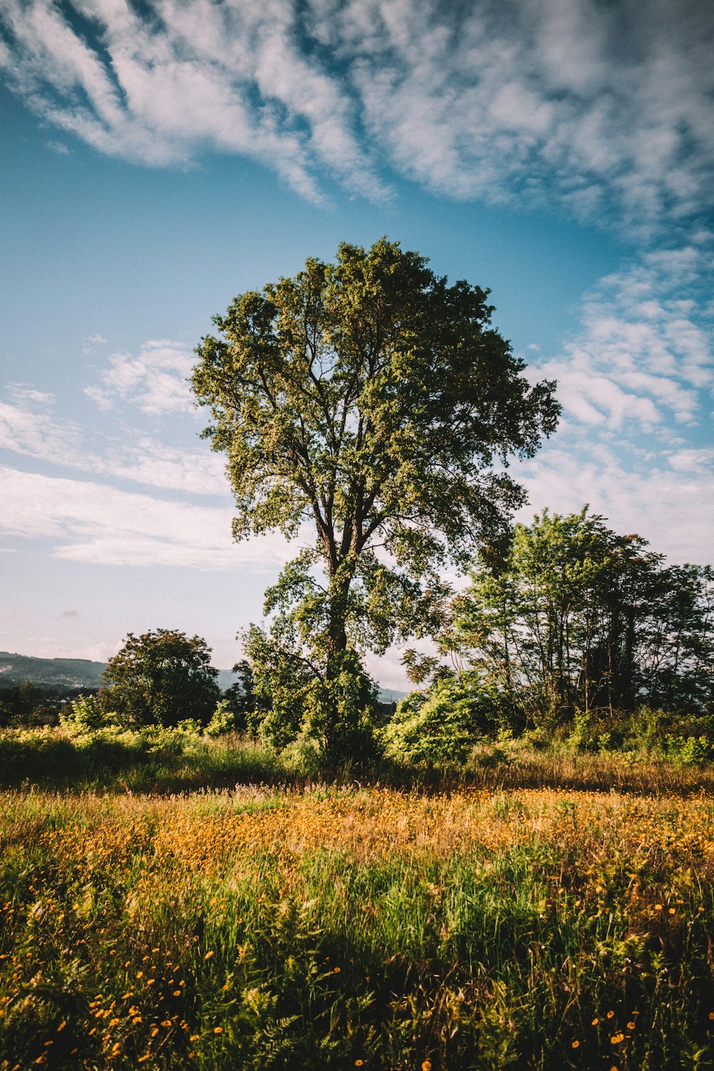 green tree on green grass field under blue sky during daytime