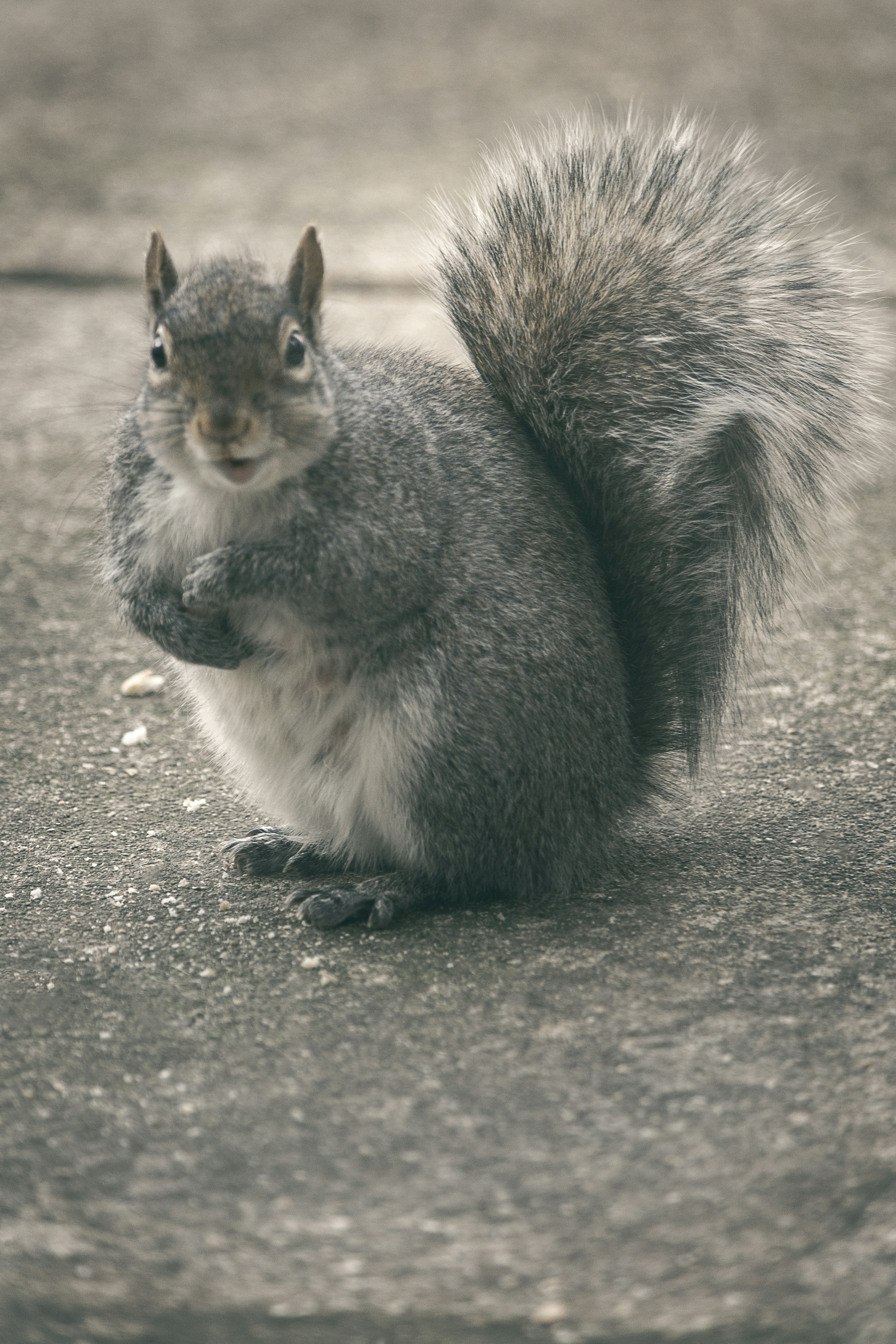 esquilo cinza e branco no piso de concreto cinza