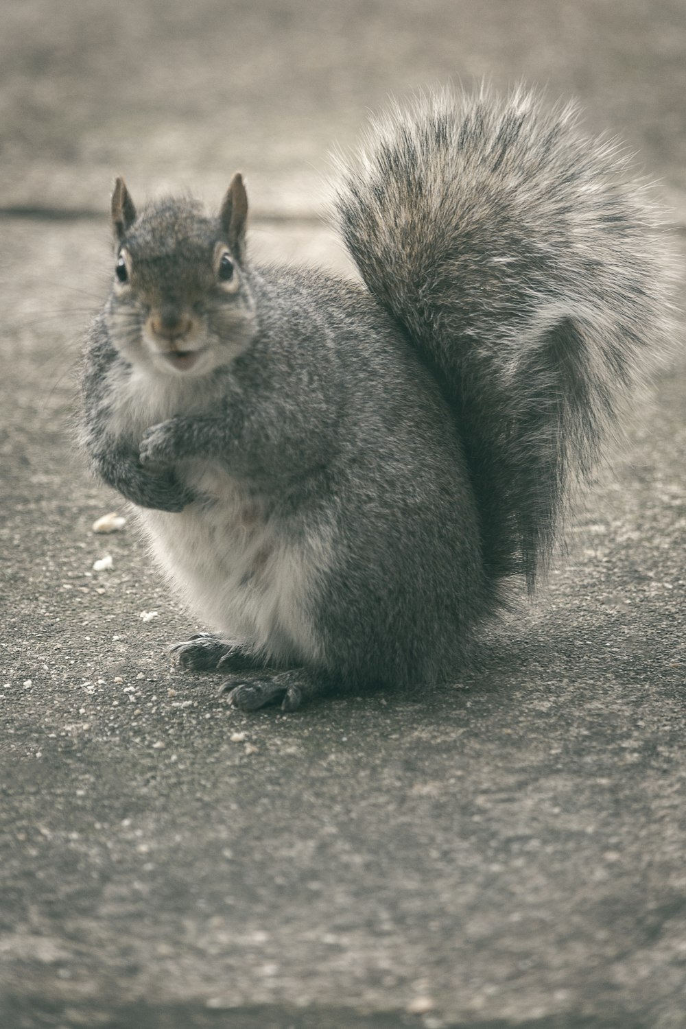 écureuil gris et blanc sur sol en béton gris