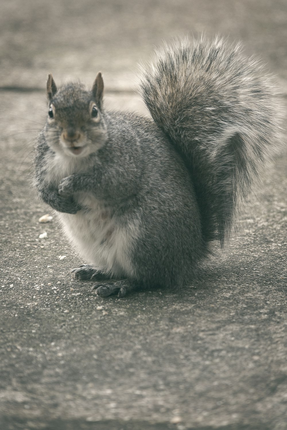 gray and white squirrel on gray concrete floor