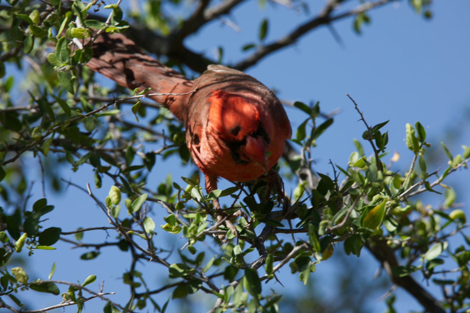 A gentle flock of red northern cardinals fluttering above and resting among the vibrant green plants under a clear blue sky.