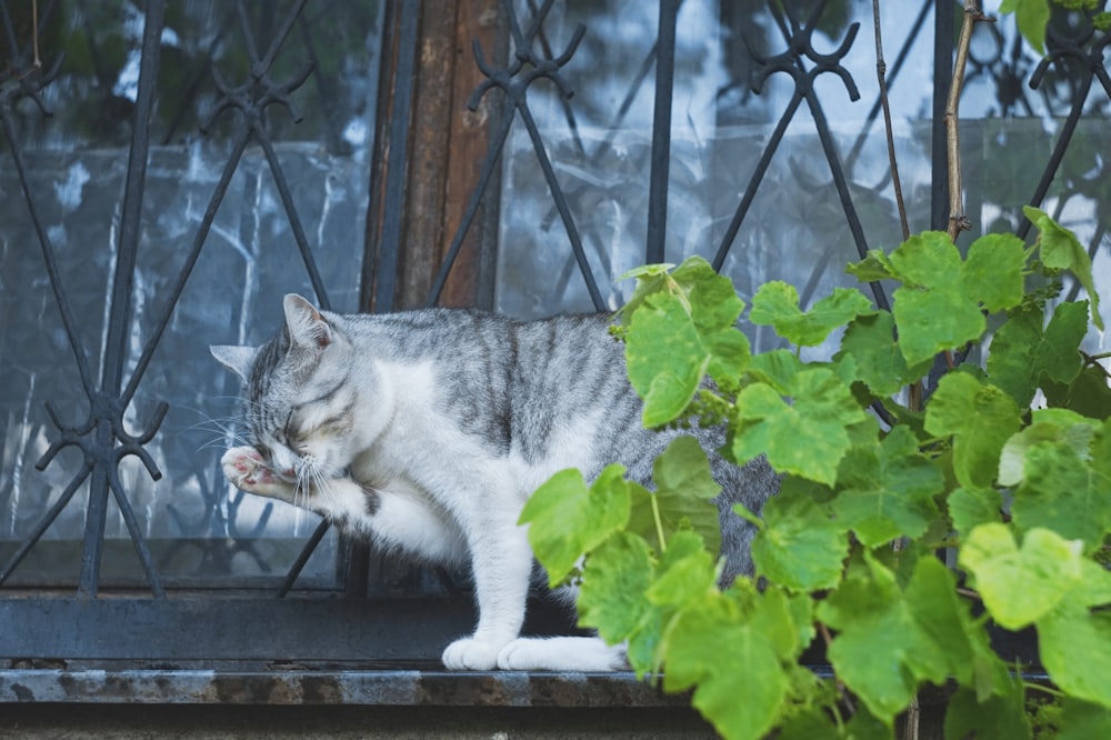 white and grey cat on grey concrete floor