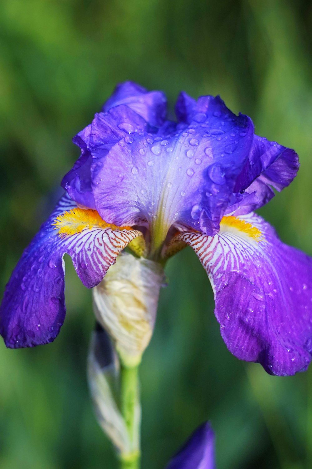 purple and white flower in tilt shift lens