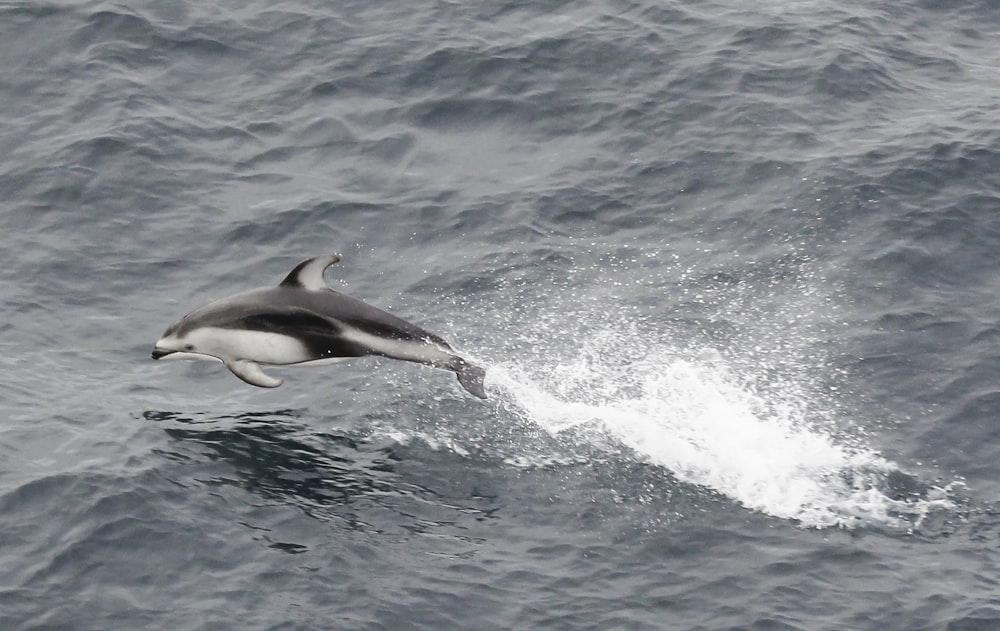 Schwarzer und weißer Delfin springt auf Wasser